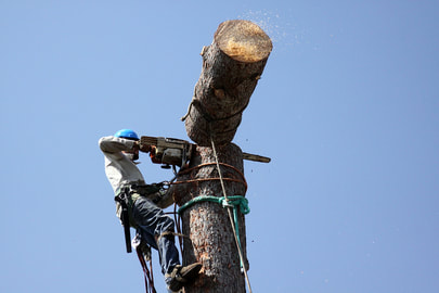 arborist cutting a tree