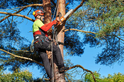 tree service company, removal and trimming expert in a tree